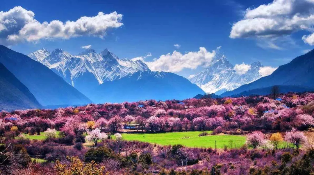 25、桃花村1.png
